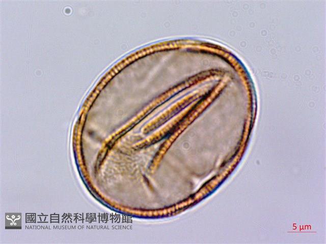 齒果酸模藏品圖，第3張