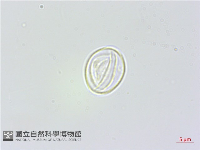 長白苧麻藏品圖，第3張
