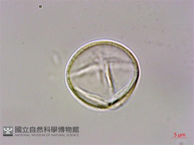 虎婆刺藏品圖，第3張