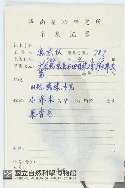 山紅柿藏品圖，第5張