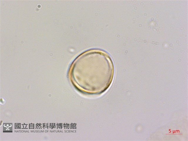 雀梅藤藏品圖，第6張