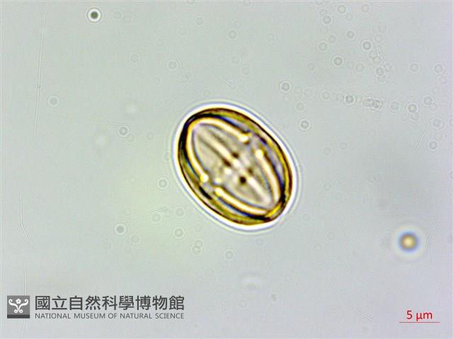 三斗石櫟藏品圖，第6張