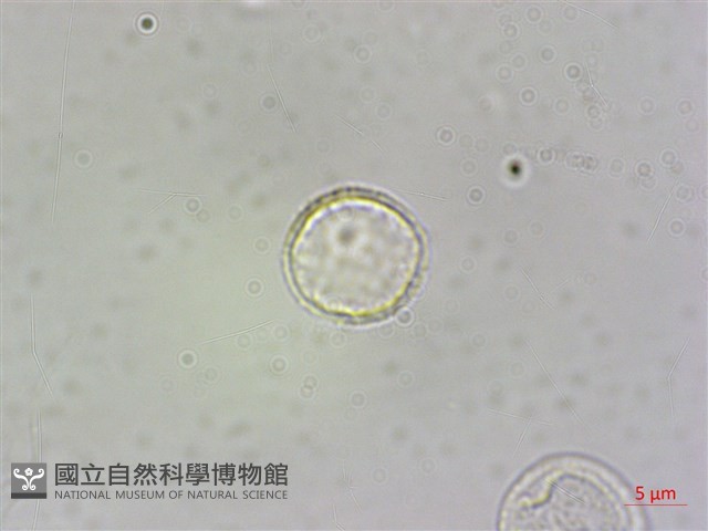 食用樓梯草藏品圖，第7張