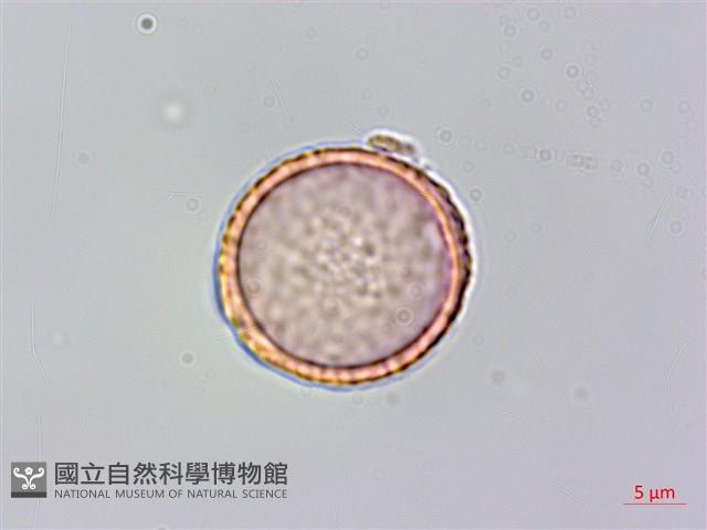 山黃麻藏品圖，第6張