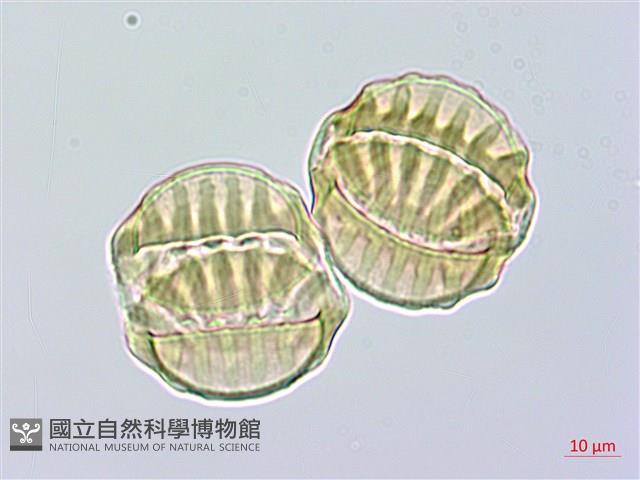 長毛遠志藏品圖，第6張