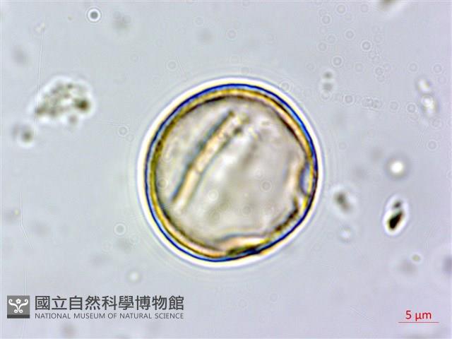 青剛櫟、鐵椆藏品圖，第7張