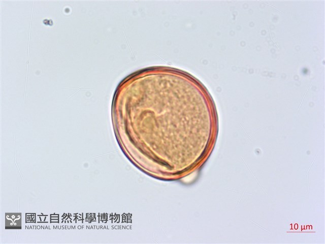 太魯閣胡頹子藏品圖，第7張