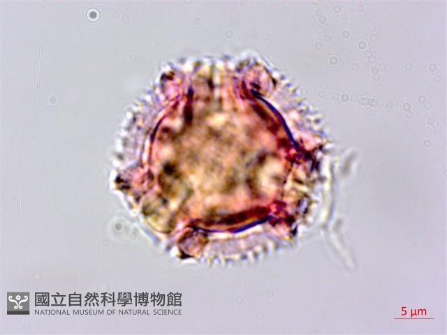 黃鵪菜藏品圖，第6張