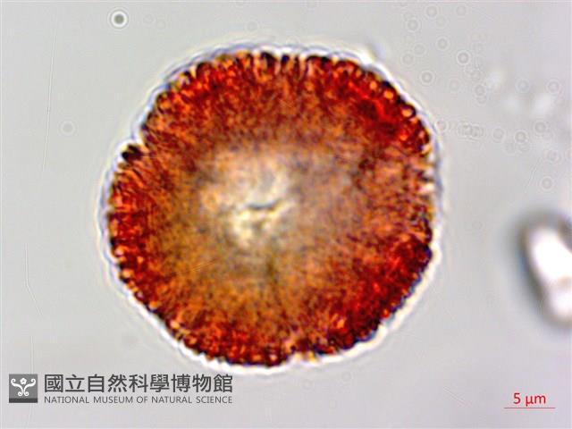 白樹仔藏品圖，第6張