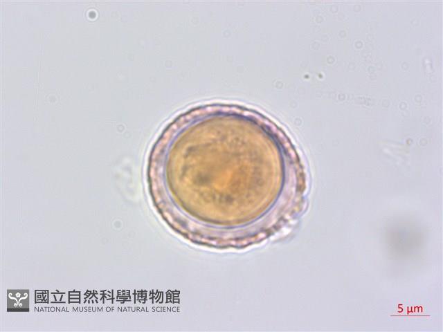 平柄菝契藏品圖，第6張