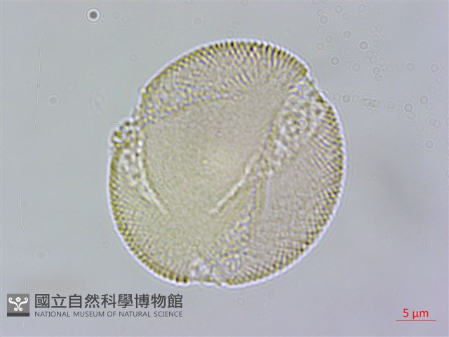 合子草藏品圖，第7張