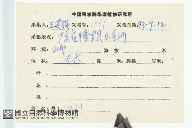 山紅柿藏品圖，第5張