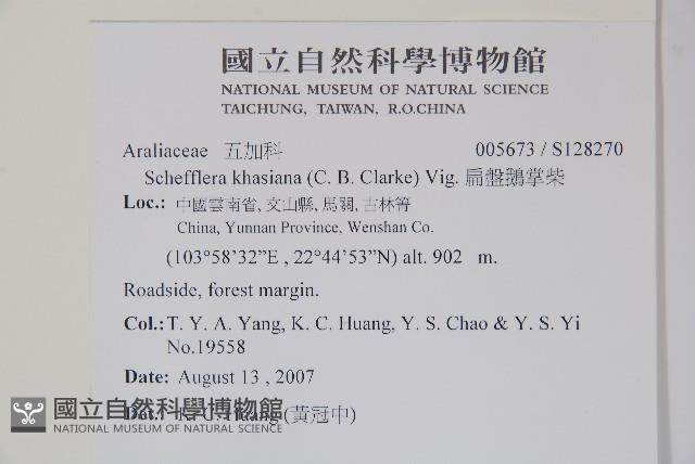 扁盤鵝掌柴藏品圖，第6張