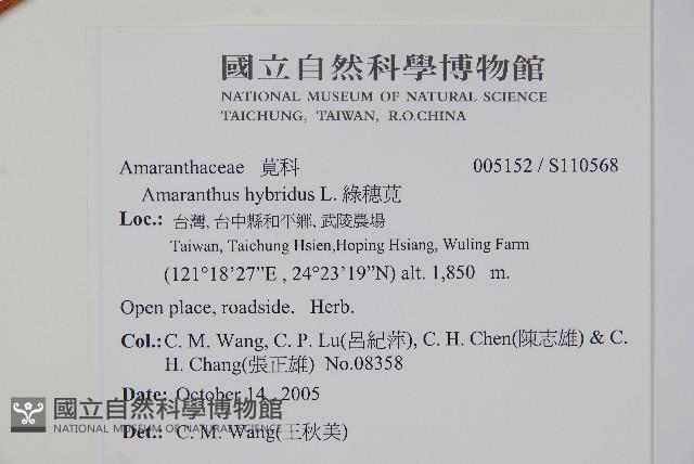 綠穗莧藏品圖，第6張