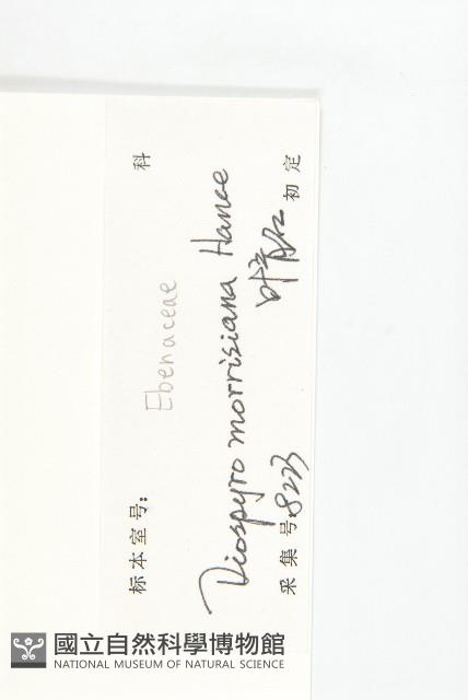 山紅柿藏品圖，第6張