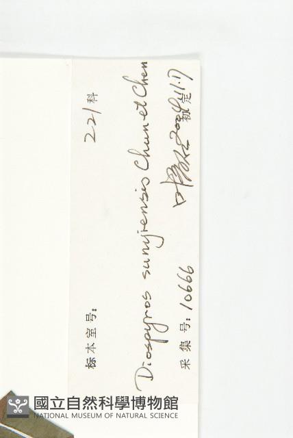 信宜柿藏品圖，第6張