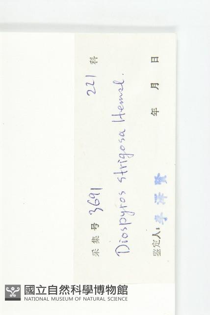 毛柿藏品圖，第6張