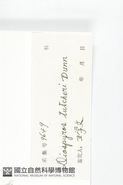 嶺南柿藏品圖，第6張