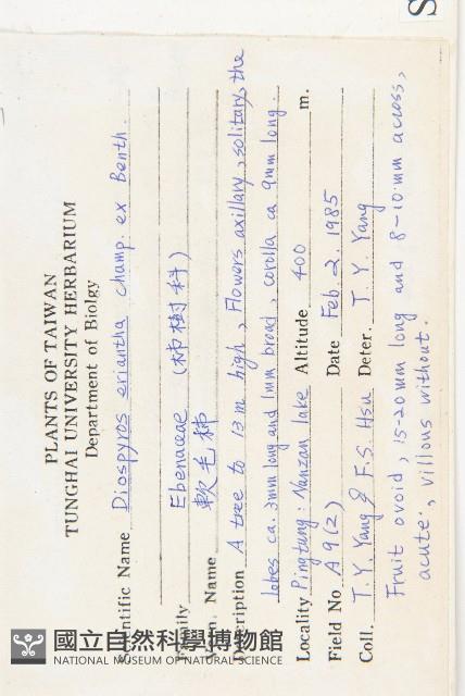 山紅柿藏品圖，第5張