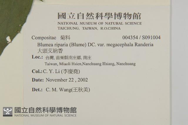 大頭艾納香藏品圖，第6張