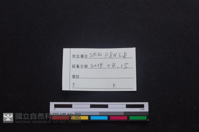 家犬藏品圖，第6張