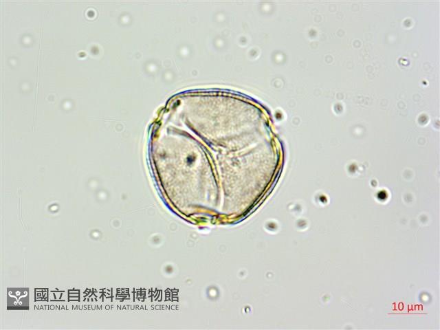 黑果馬交兒藏品圖，第7張