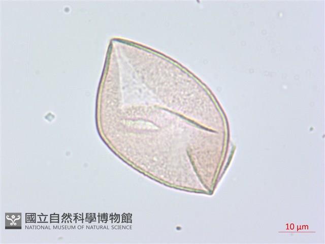 綿棗兒、地棗子藏品圖，第6張