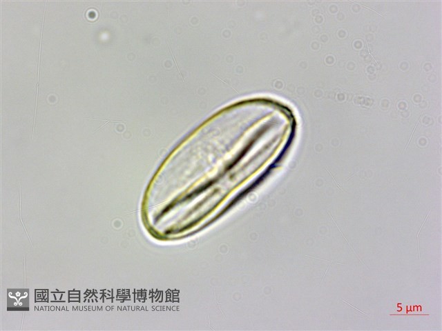 圓果秋海棠藏品圖，第7張