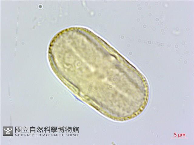 玉山當歸藏品圖，第6張