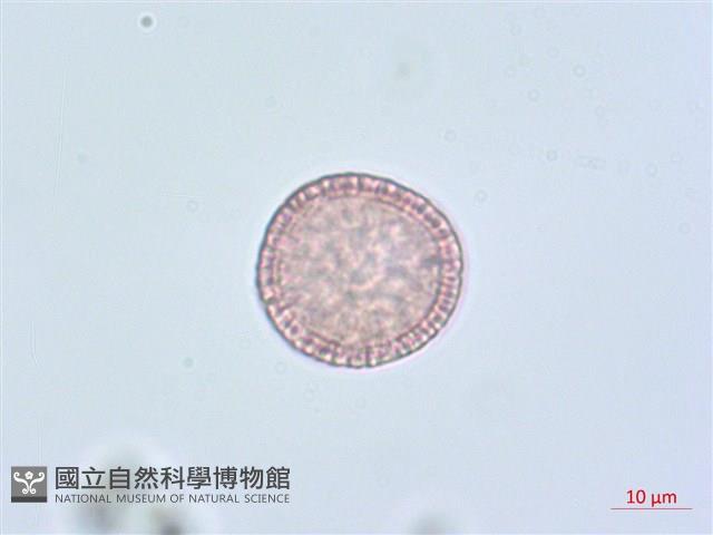 南嶺蕘花藏品圖，第7張