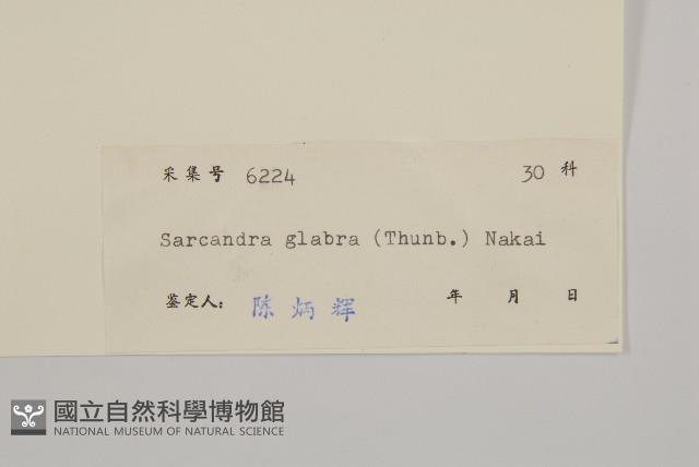 草珊瑚、紅果金粟蘭藏品圖，第3張