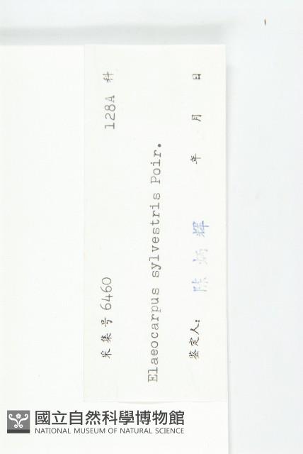 杜英、山杜英、蘭嶼杜英藏品圖，第3張