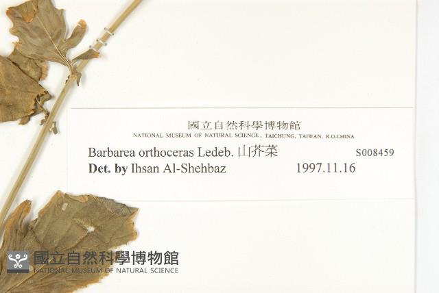 山芥菜藏品圖，第4張