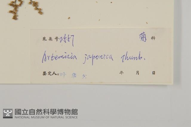 牡蒿藏品圖，第3張