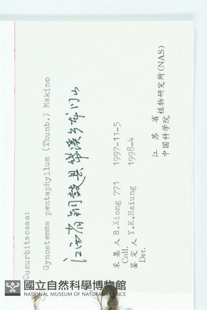 絞股藍藏品圖，第3張