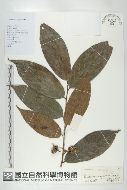 信宜柿藏品圖，第4張