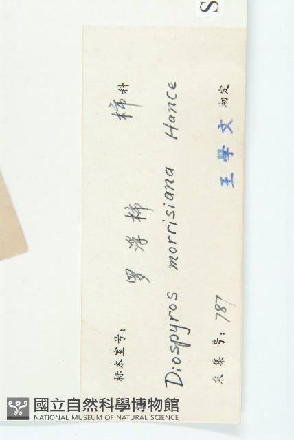 山紅柿藏品圖，第3張