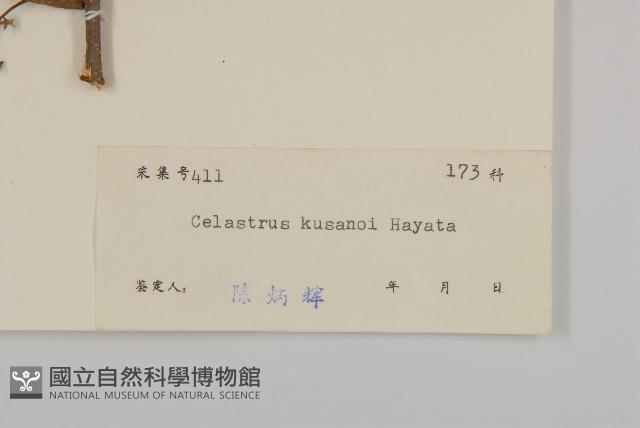 大葉南蛇藤藏品圖，第3張