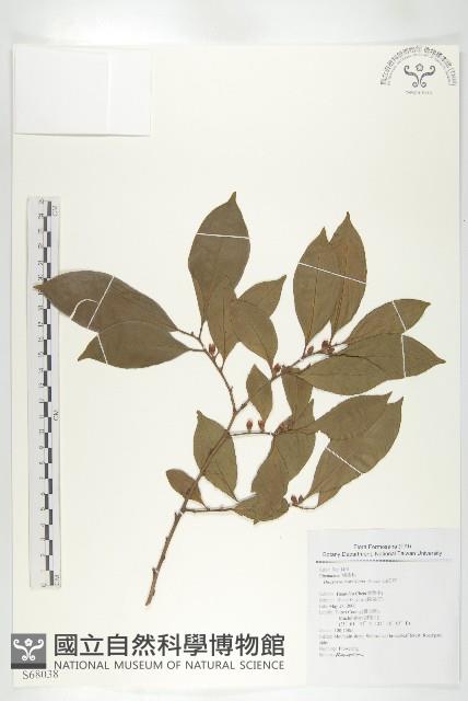 山紅柿藏品圖，第3張