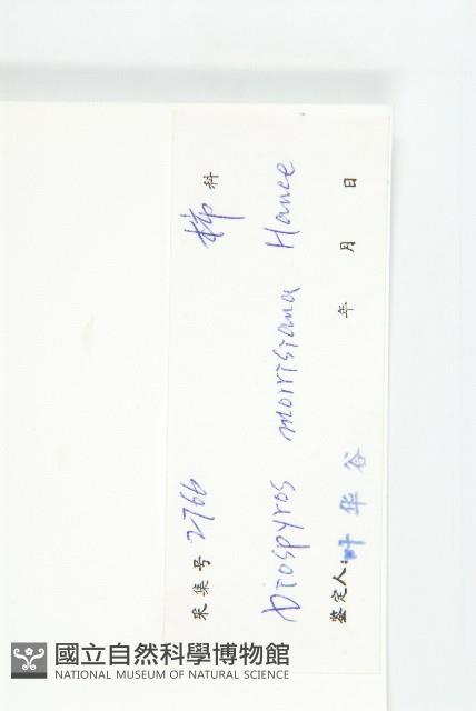 山紅柿藏品圖，第3張