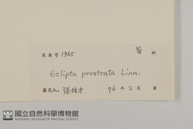 鱧腸藏品圖，第3張