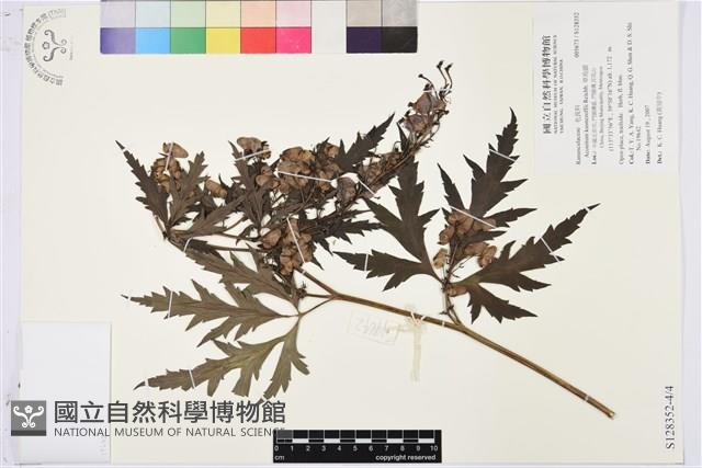 草烏頭藏品圖，第1張