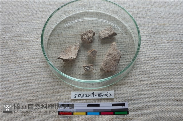 獸骨藏品圖，第4張