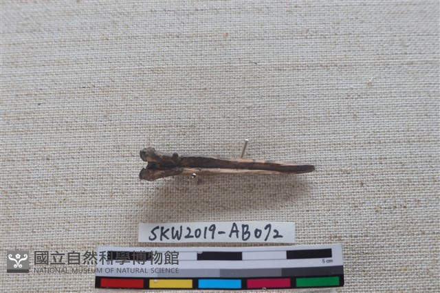 魚骨藏品圖，第4張