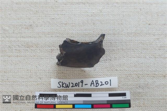 獸骨藏品圖，第4張