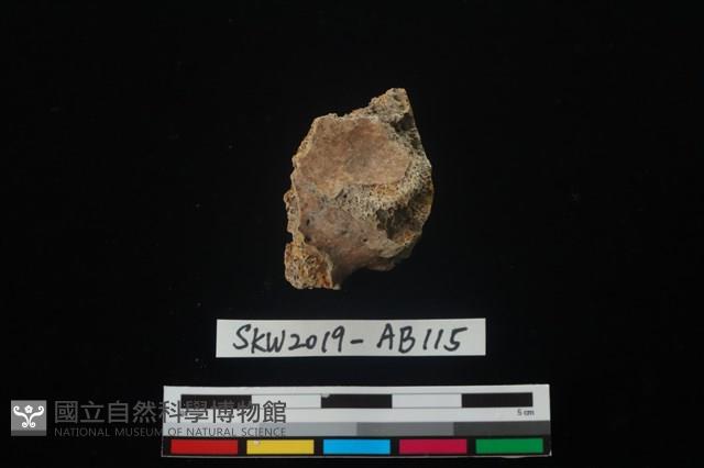 獸骨藏品圖，第4張