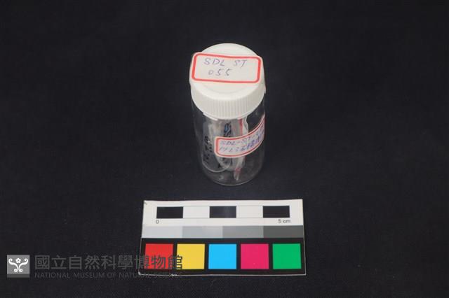 錛鑿形器藏品圖，第4張