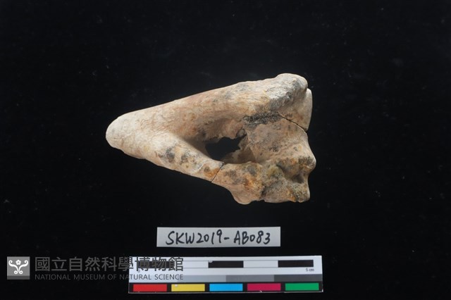 獸骨藏品圖，第4張