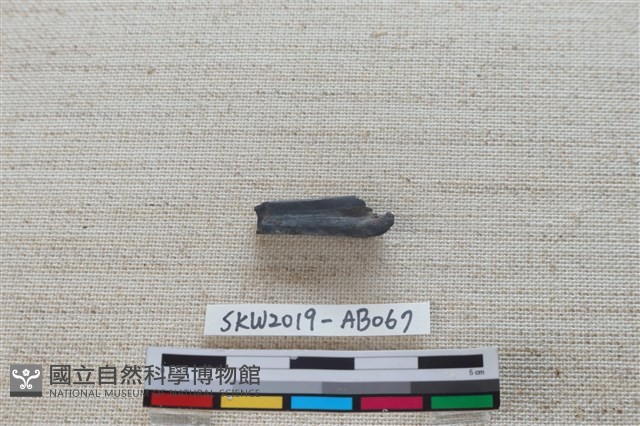 魚骨藏品圖，第4張