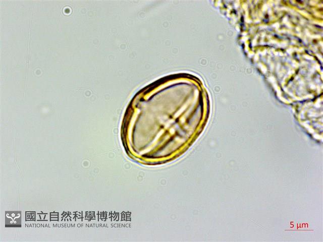 三斗石櫟藏品圖，第4張